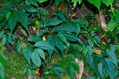 Elatostema cyrtandrifolium