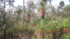 Xanthorrhoea johnsonii