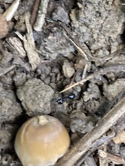 Lasius fuliginosus