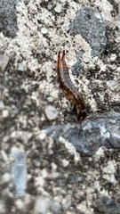 Euborellia annulipes