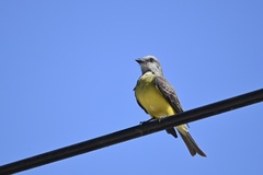 Tyrannus melancholicus