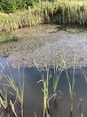 Potamogeton natans