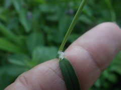Alopecurus aequalis