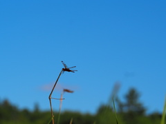 Celithemis elisa