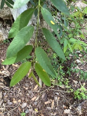 Karwinskia humboldtiana