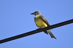 Tyrannus melancholicus