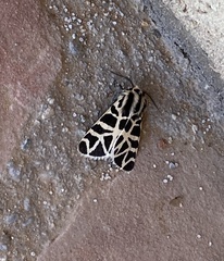 Apantesis williamsii