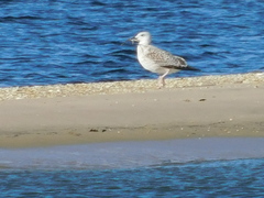 Larus argentatus