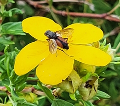 Eriothrix rufomaculata