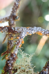Trentepohlia