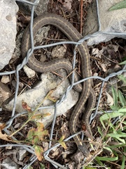 Thamnophis elegans