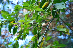 Millettia pachycarpa