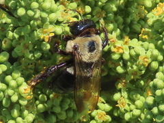Xylocopa virginica