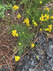 Helenium amarum