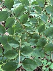 Lonicera maackii