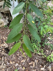 Karwinskia humboldtiana
