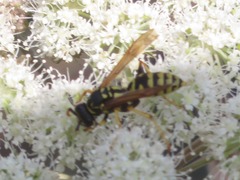 Polistes dominula