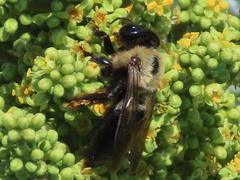 Xylocopa virginica
