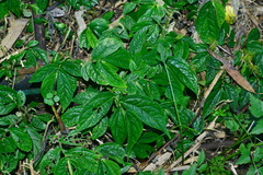 Elatostema platyphyllum