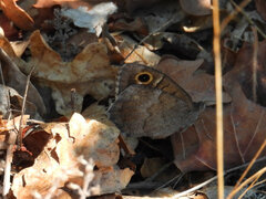 Hipparchia statilinus