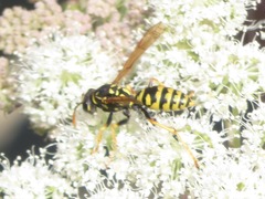 Polistes dominula