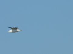 Larus marinus