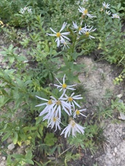 Eucephalus engelmannii