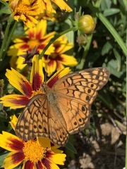 Euptoieta claudia