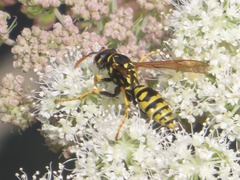 Polistes dominula