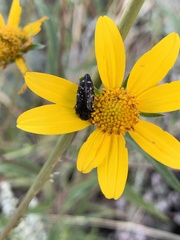 Acmaeodera rubronotata