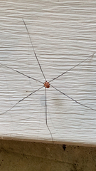 Leiobunum