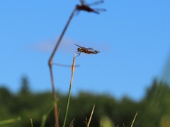 Celithemis eponina