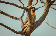 Colaptes campestris campestris