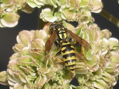 Polistes dominula