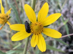 Acmaeodera rubronotata