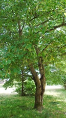 Prunus avium