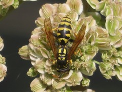 Polistes dominula