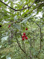 Prunus virginiana