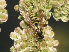 Polistes dominula