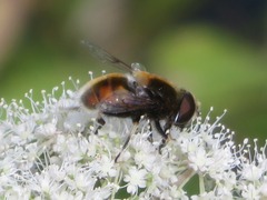 Eristalis intricaria