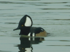 Lophodytes cucullatus