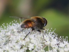 Eristalis intricaria