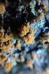 Trentepohlia