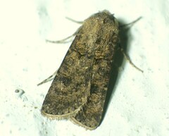 Agrotis
