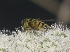 Myathropa florea