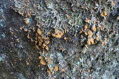 Trentepohlia