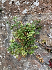 Asplenium ruta-muraria