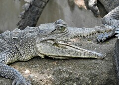 Crocodylus acutus