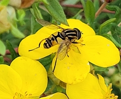 Helophilus pendulus