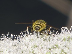 Myathropa florea